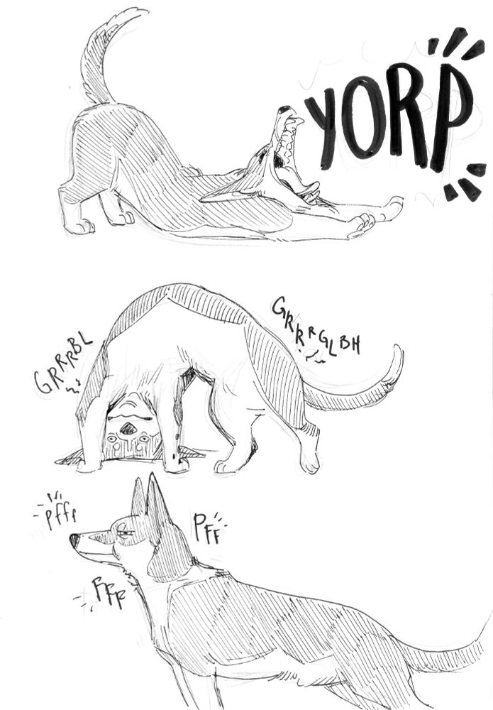 Another drawing of the dog, now stretching in a classic "down dog" pose, mouth gaping in a yawn, saying "Yorp!" Yet another drawing: he bridges himself into what can only be described as attempting a doggy handstand. He makes gurgle goblin noises. In the last drawing, he stands alert, cheeks puffed as he makes soft huffy barks without opening his mouth, like "Pff, pff"