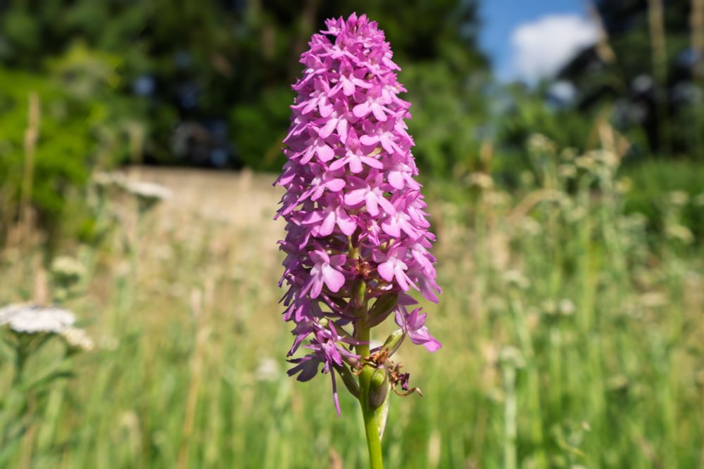 A spectacular wild orchid