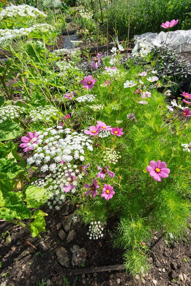 A garden view