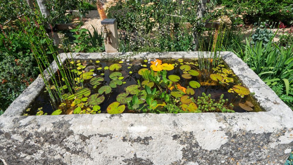 An ancient stone tank with water plants