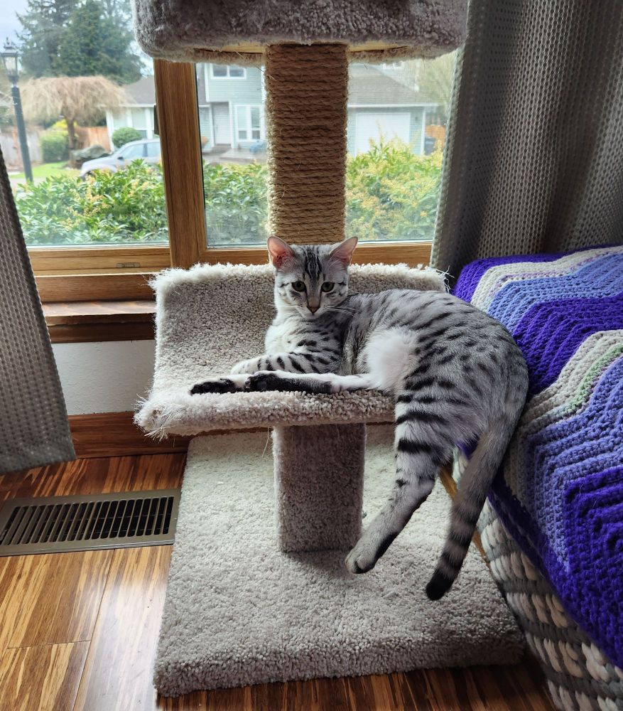 A silver with black spots cat laying down on a curved cat tree ledge, one leg dangling akimbo.