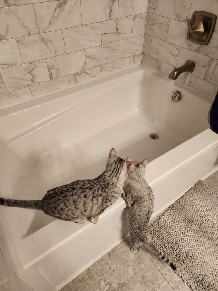 A pair of kittens looking at a bathtub that is filling up, standing on the edges.

