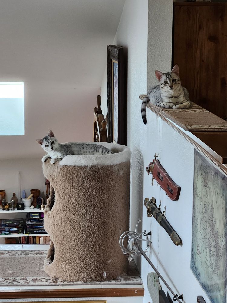 Two kittens watching the camera, up high on shelves, with some swords on the wall.