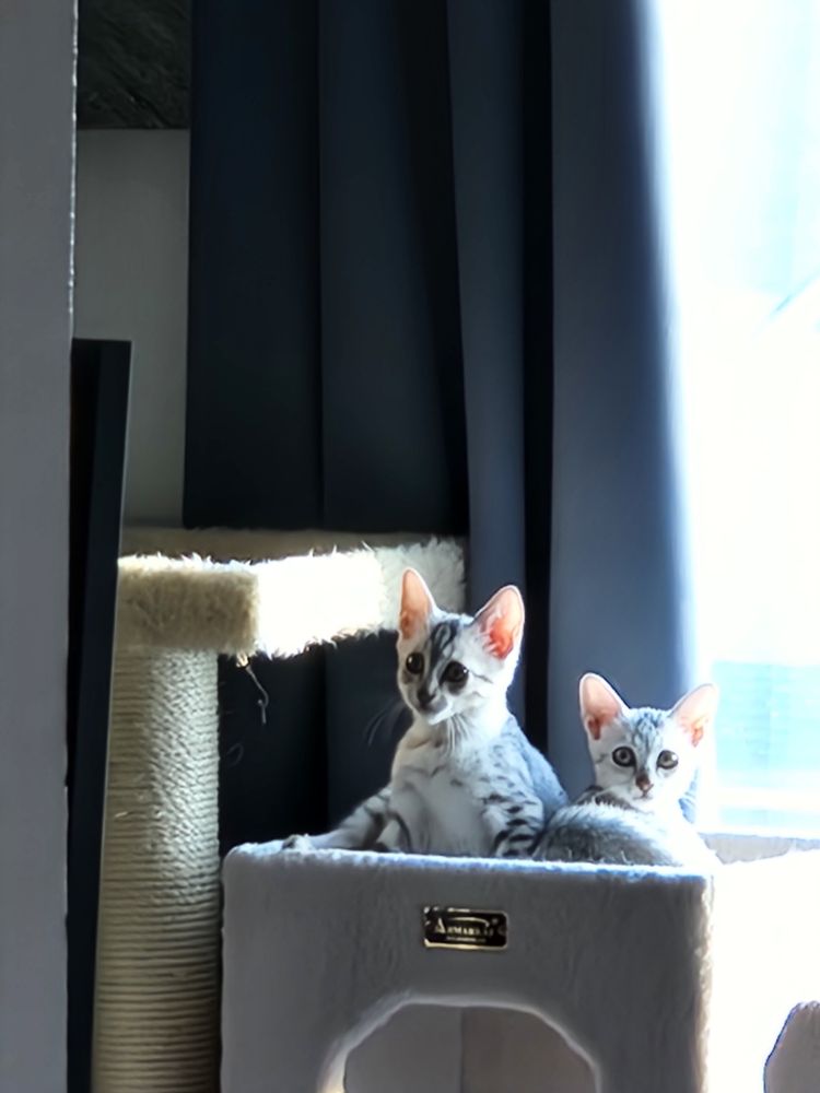 Two small silver and black spotted kittens on a cat house in a window, looking ever so cute.