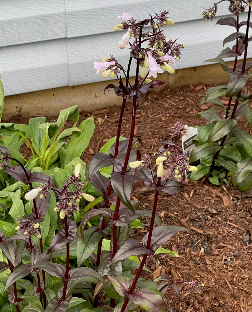 Hunker Red Penstemon