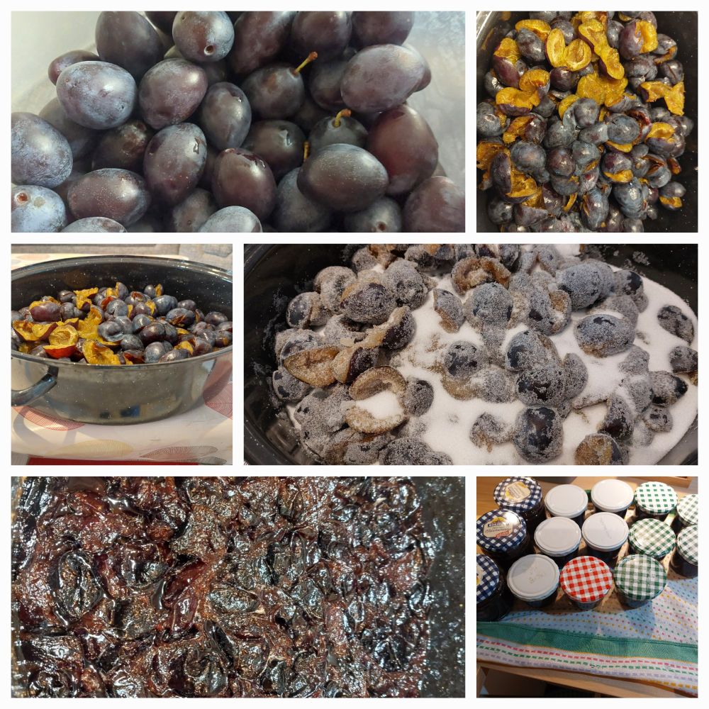 Collage aus 6 Bildern:
Zwetschgen , ganze Früchte im Eimer
Entkernte Zwetschgen im Bräter
Gezuckerte Zwetschgen
Eingekochte Zwetschgen im Bräter
Marmeladengläser mit Zwetschgenmus