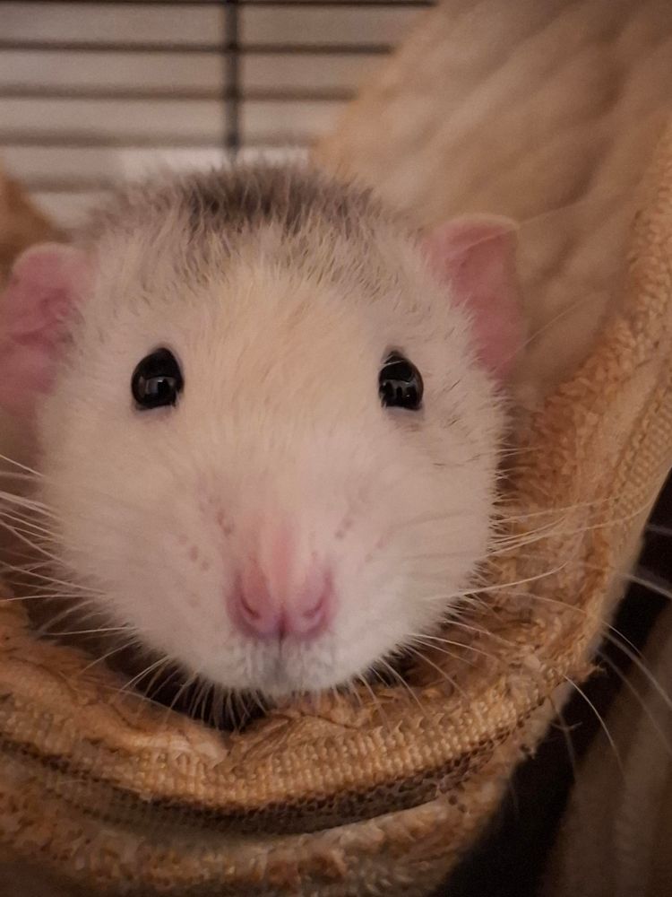 A white dumbo rat looking at the camera from a cream hammock