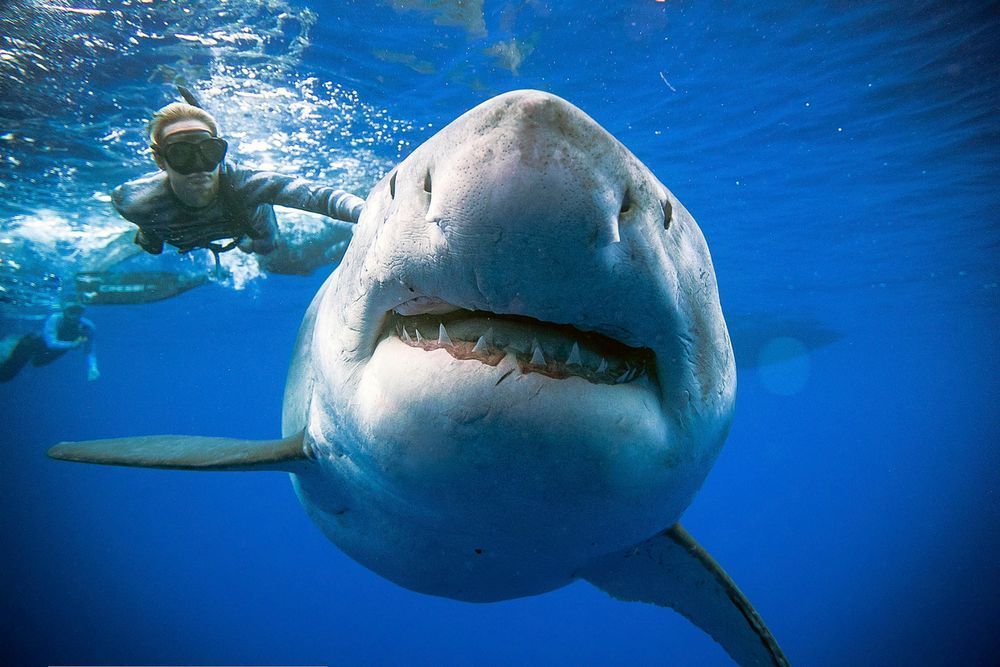 The presence of sharks are an indicator of an ecosystem’s good health, according to a shark biologist.