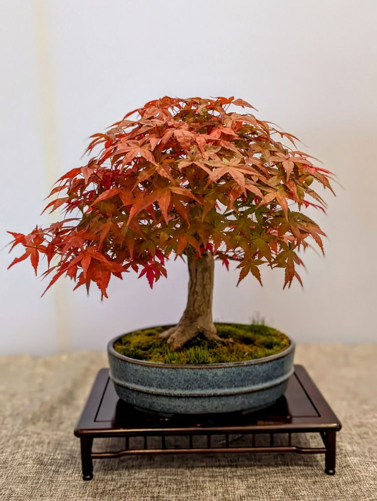 Japanese red maple bonsai.