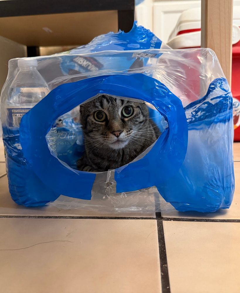 A wide-eyed gray cat staring at the camera from the inside of a water bottle wrapper 