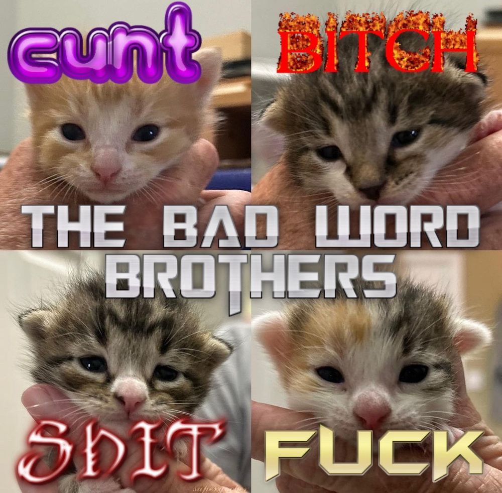 4 kittens, “The Bad Word Brothers” Cunt, Bitch, Shit, and Fuck