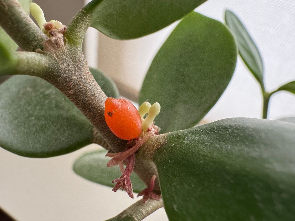 A tiny orange berry nestled between a leaf and the stem of a plant, surrounded by a few dried old leaves and unopened buds.