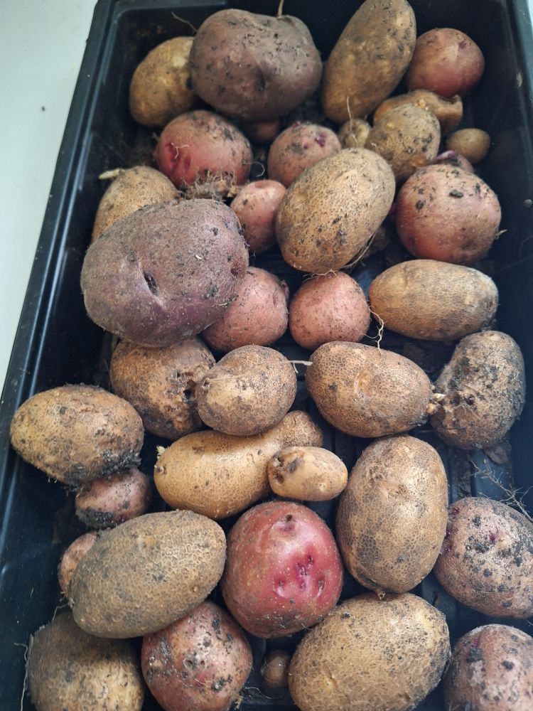 Several types of potatoes 