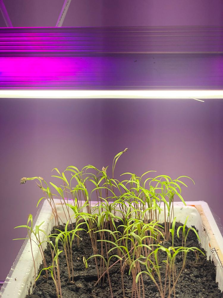 small dill sprouts emerging from wet soil under a grow light