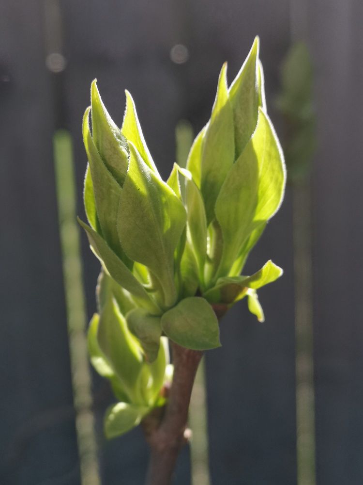 Lilac Branch with green leaves on it before it blooms, lit from behind a bit