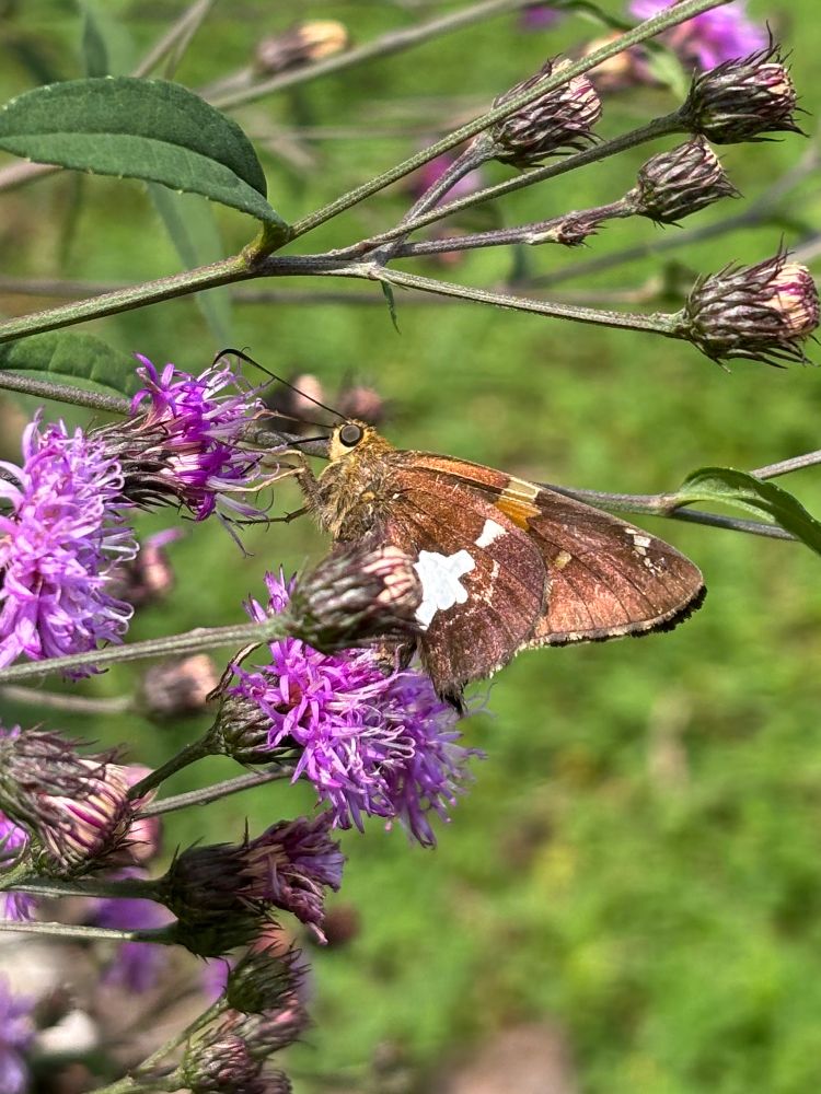a brown and white silver spotted skipper 