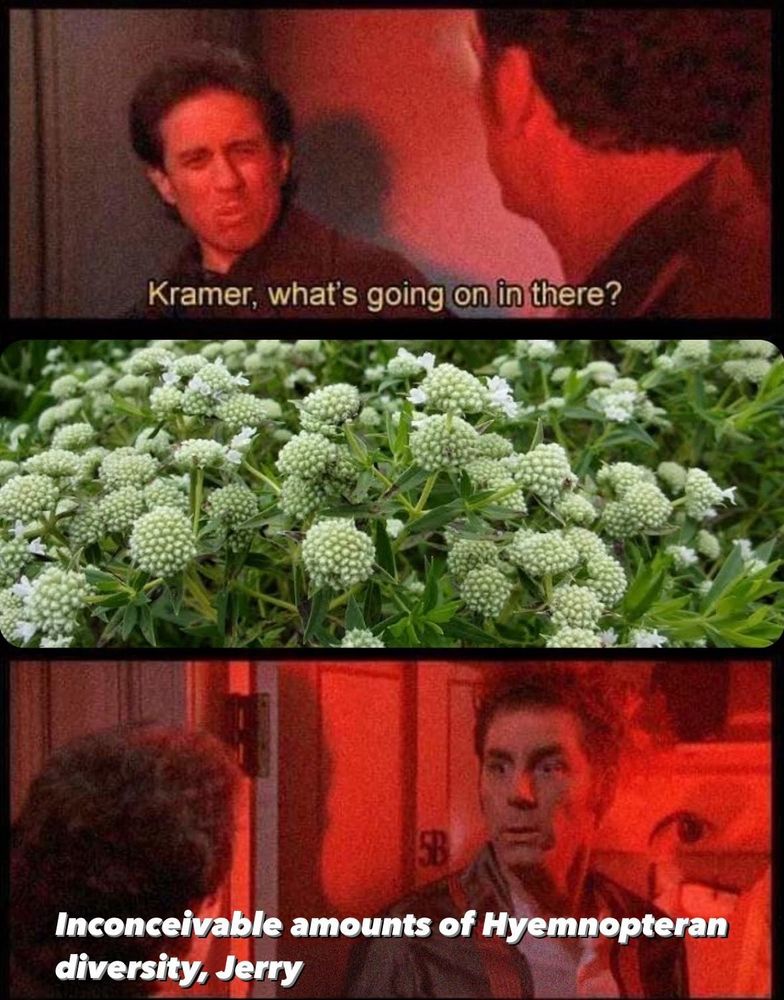 Kramer, what's going on in there?

Inconceivable amounts of Hyemnopteran diversity, Jerry