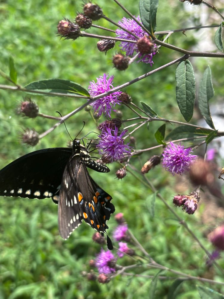 a black, blue, orange, and yellow spice bush swallowtail 