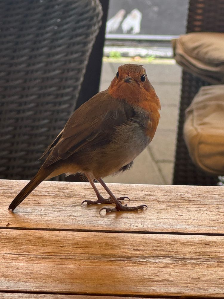 Robin