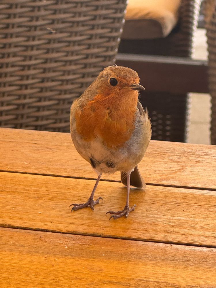 Robin
