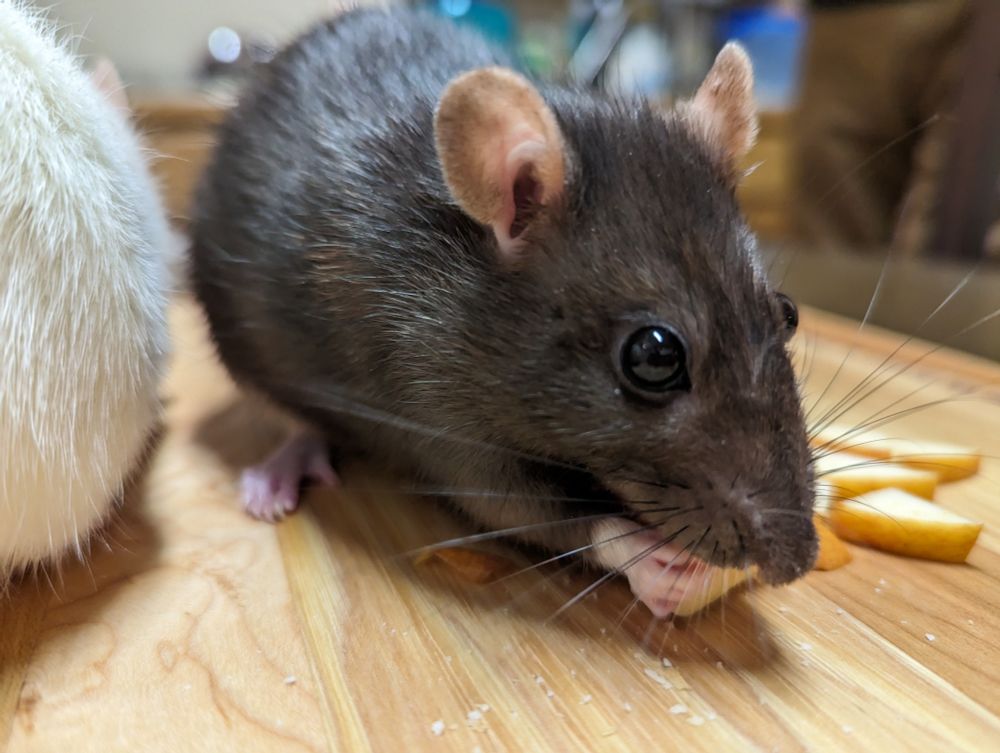 Picture of another one of my pet rats, eating a wittle apple slice with her cute little fingies