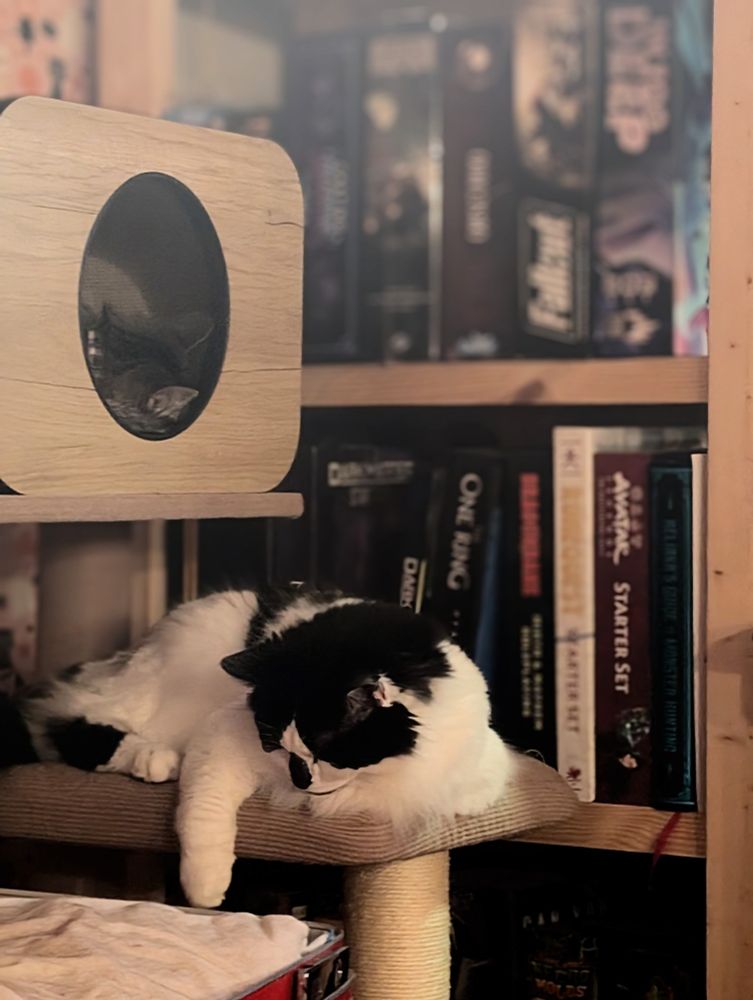 Two cats are resting on a cat tree in front of a bookshelf filled with tabletop RPG boxes and game sets. One black-and-white cat lounges on the lower platform with a paw dangling off the edge, while a tabby cat sleeps curled up inside a cube-shaped wooden hideaway above. The scene is cozy, softly lit, and surrounded by games like Fallout, One Ring, and Dungeons & Dragons.