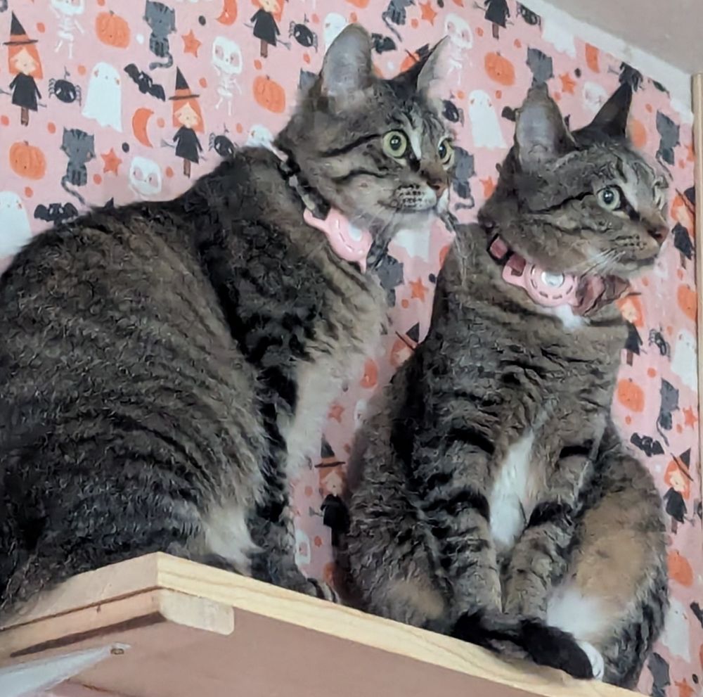 Two tabbies standing on a cat shelf that is backed by pink Halloween wallpaper with cats, pumpkins, witches, skeletons, ghosts and spiders.