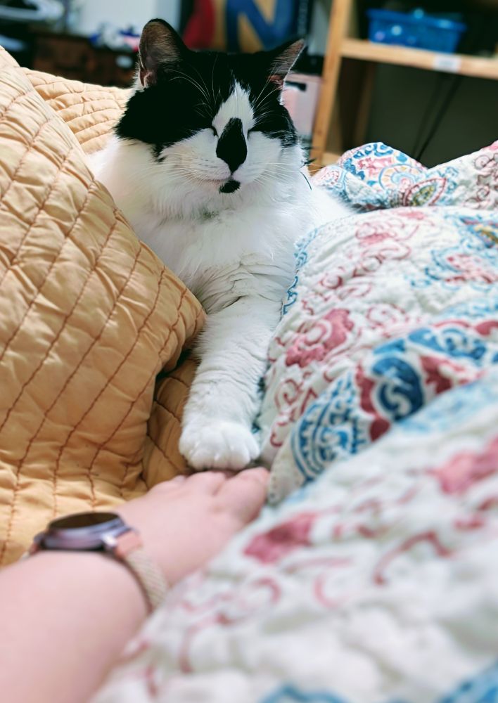 A black and white cat with closed eyes rests on a bed, extending one paw to gently hold a person's hand. The scene is cozy, with patterned quilts and soft lighting creating a peaceful atmosphere.