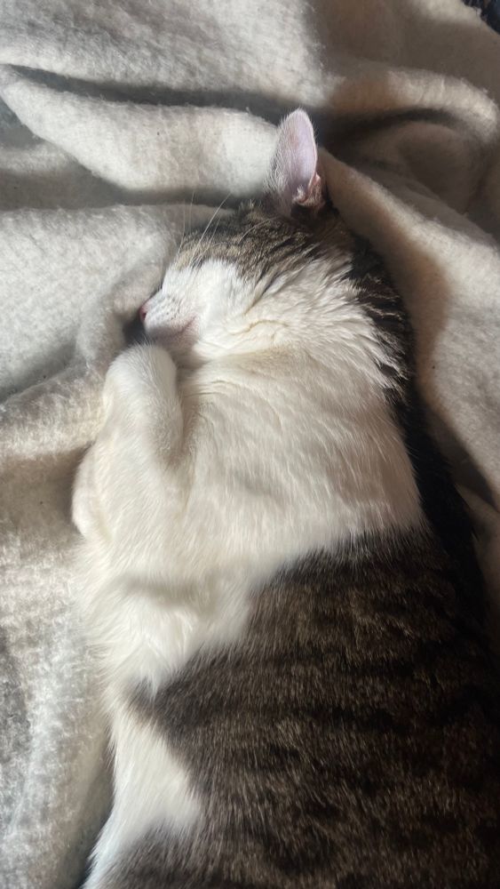 Same pose as before, but a closer crop on her face. She’s sort of turned her head so it’s half buried in a blanket fold and you can mostly only see her chin and the underside of her face. The toe beans are now hidden, and she’s smiling.