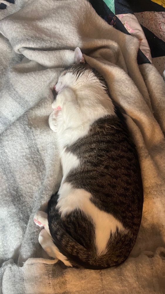 A brown tabby with a lot of white is lying on her side on a grey and white blanket. She’s stretched along my legs under the blanket, though you can’t really tell that from the photo. Her eyes are closed and she’s smiling, and her front paws are tucked up close to her face in a way that you can see some of her bright pink toe beans. Some back paw toe beans are visible too, and her tail is wrapped around her thighs and tucked under her belly. All in all: unbearably adorable.