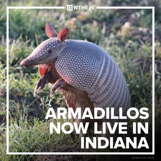 Thumbnail from a local TV station depicting a nine banded armadillo standing on its rear legs in grass, white block text over the image reads "Armadillos Now Live In Indiana"