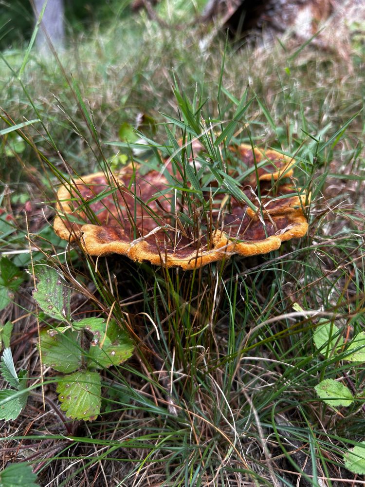 Large, pretty, brown mushroom with orange edges, has grass growing through it .