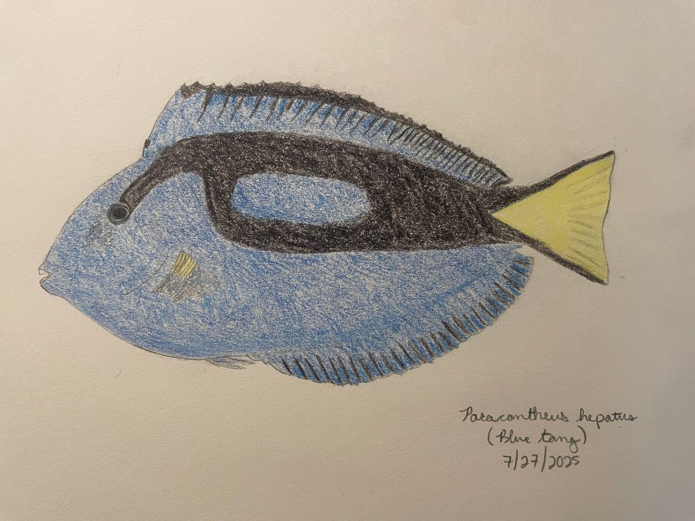 Colored pencil drawing of a blue tang fish (more commonly known as Dori)