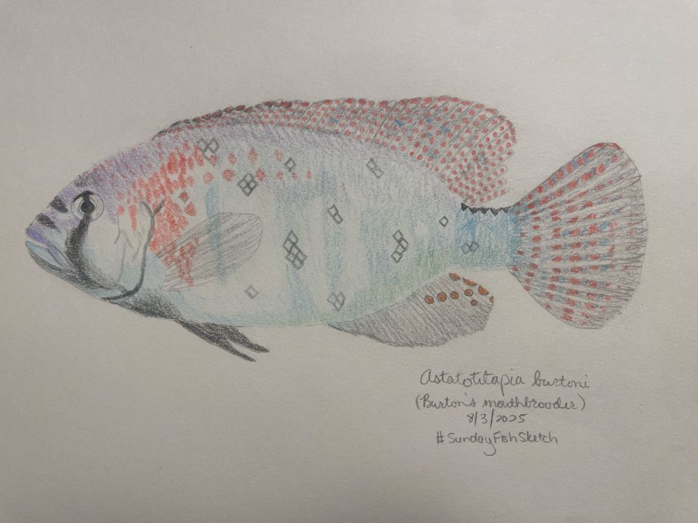 Pencil drawing of Astatotilapia burtoni, a blue male. 