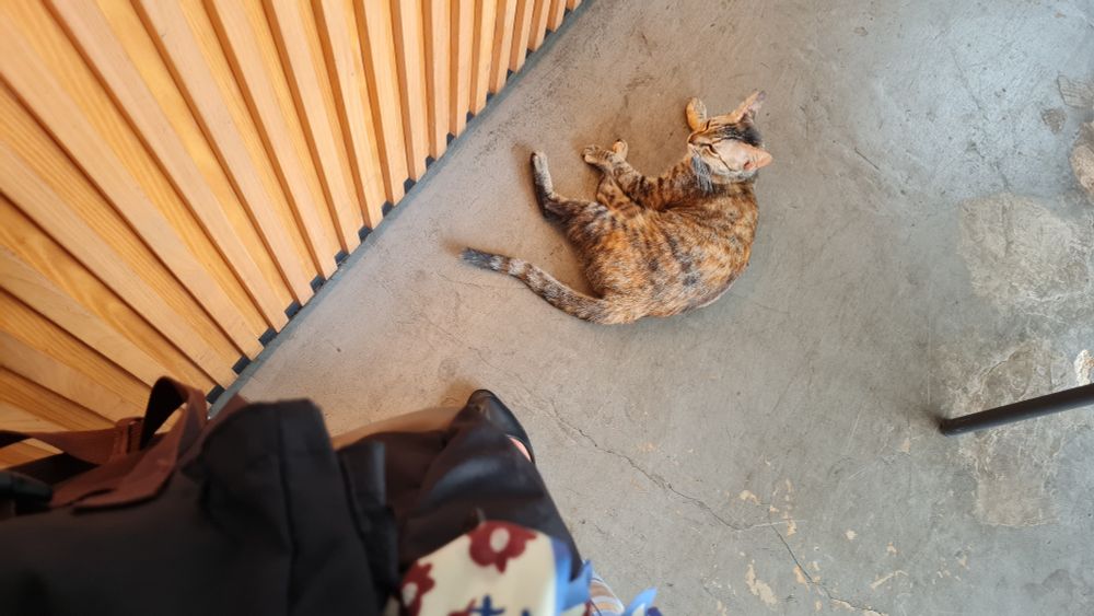 cat sitting in front of a cafe's cashier