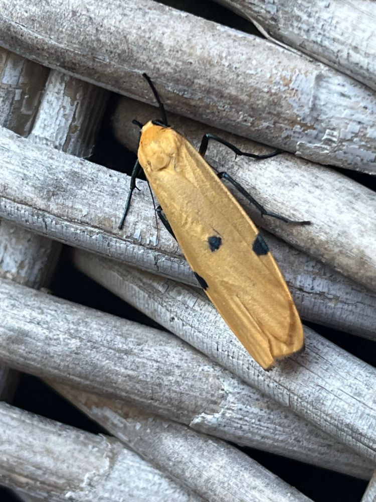 Four spotted footman moth