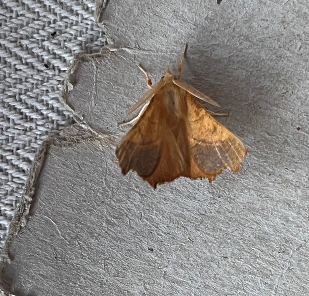 A thorn moth (I need to check species!)