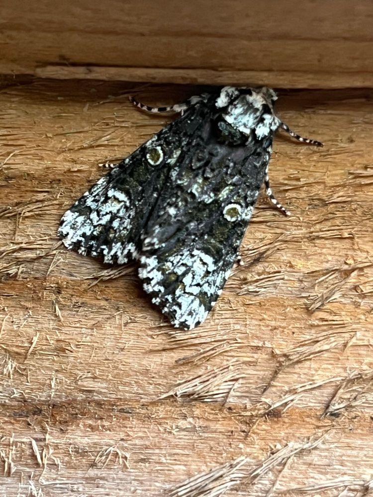 Coronet moth