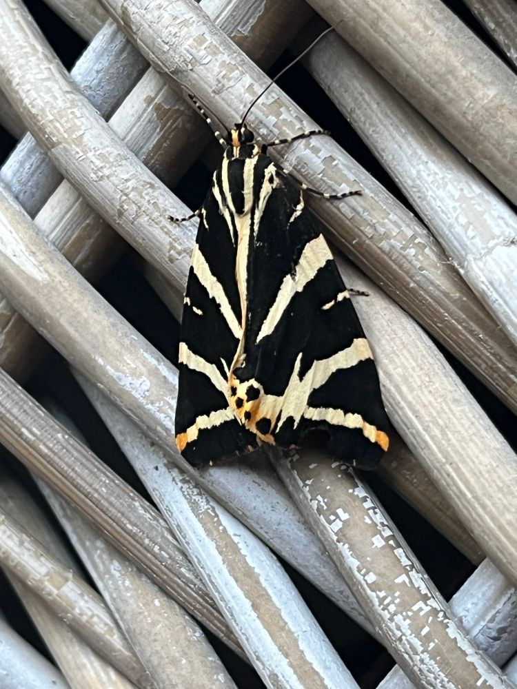 Jersey Tiger moth
