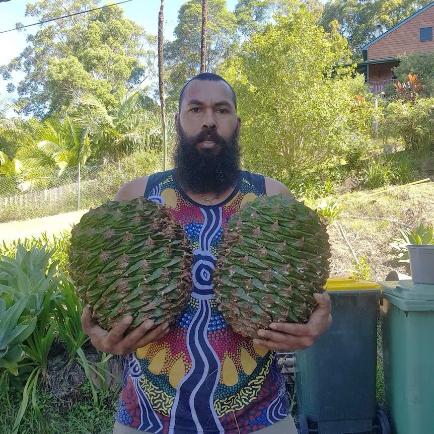 Man holding two large Bunya pine cones. Each one is over a foot tall.