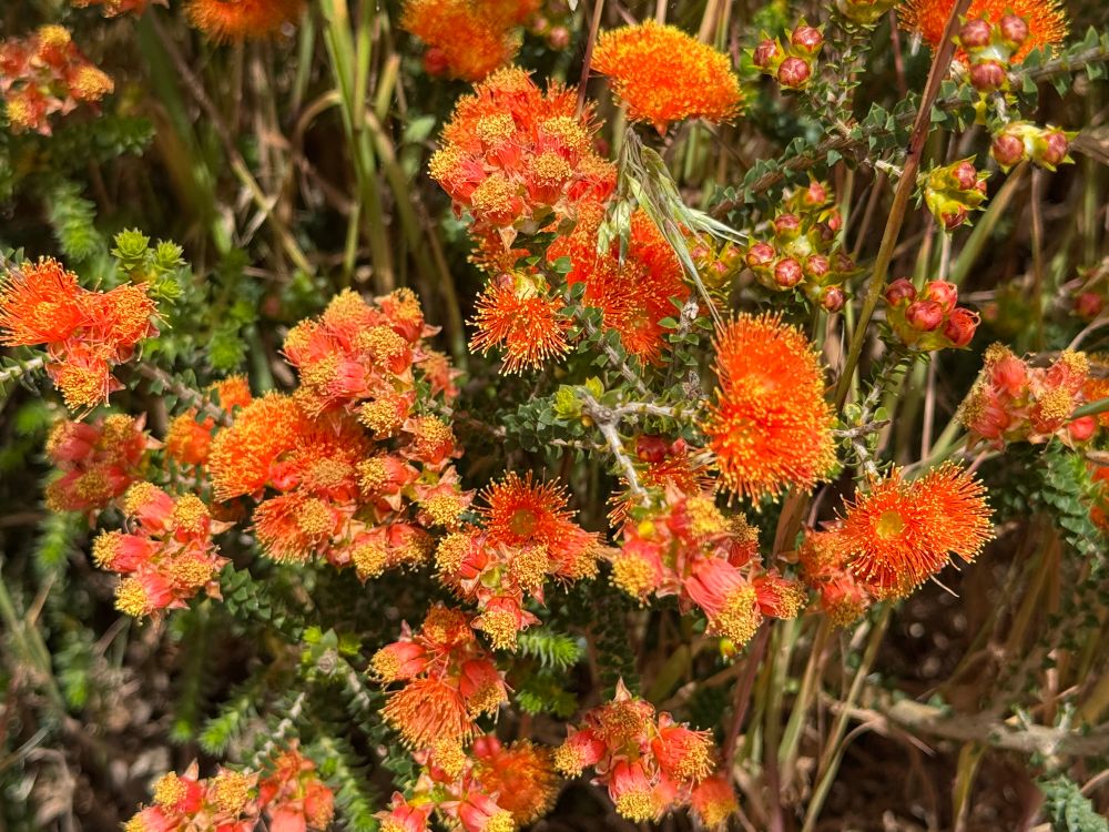 Small orange flowers with yellow tips