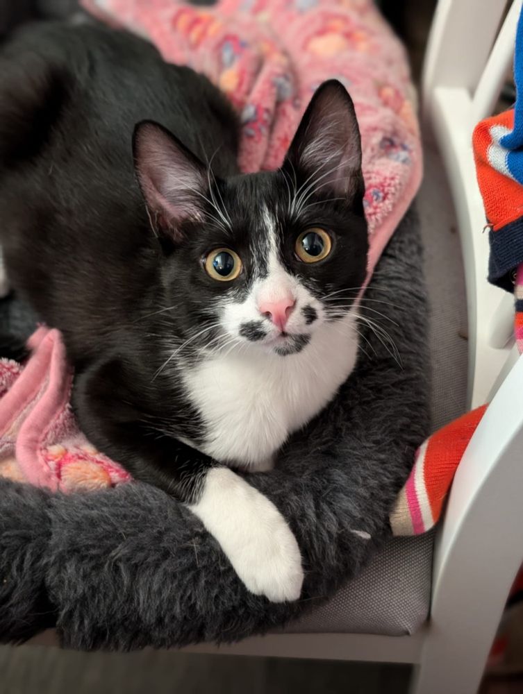 A photo of a small cat with black and white fur and three black fur spots around his mouth. He has brownish-green eyes open wide in an expression mere humans would regard as surprise. He has a pink nose. He is sitting in a black fuzzy pet bed, in the loaf position, with one dainty white-socked paw laid on the edge of the bed.