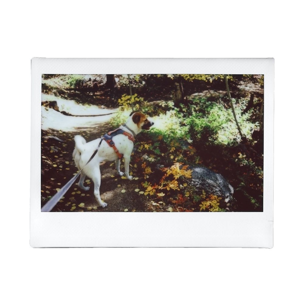 An instant photo of a white dog with a brown head wearing a pink harness with a leash attached. The dog is standing on a trail looking into the frame surrounded by colorful fall leaves.