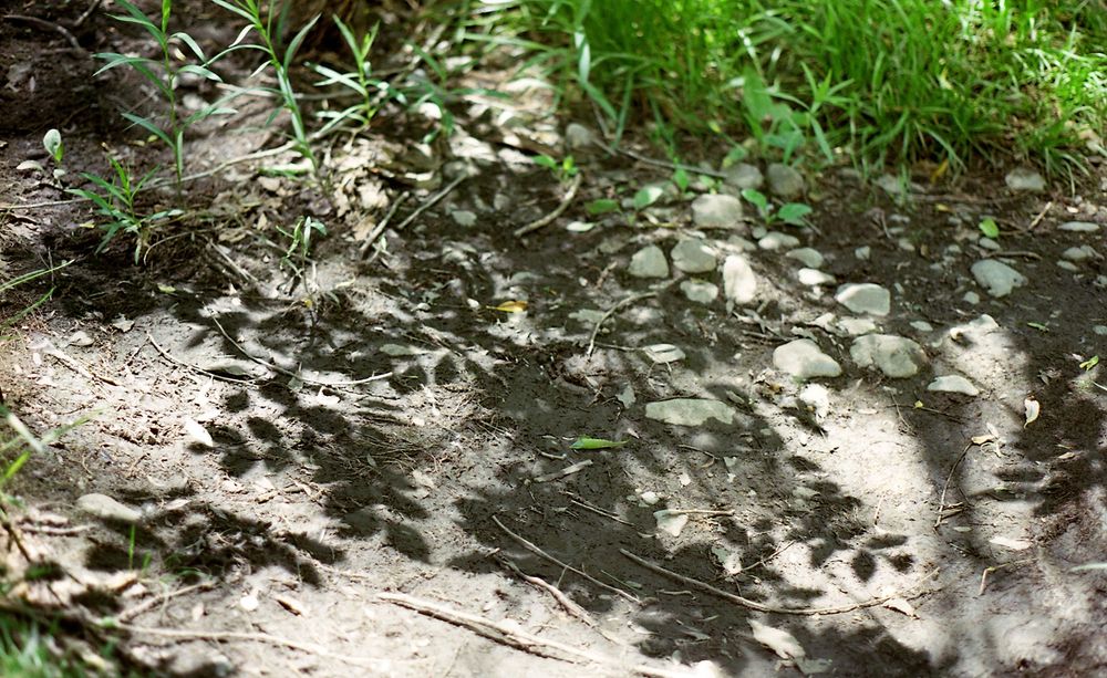 A photo of tree branch shadows on the ground surrounded by rocks and grass
