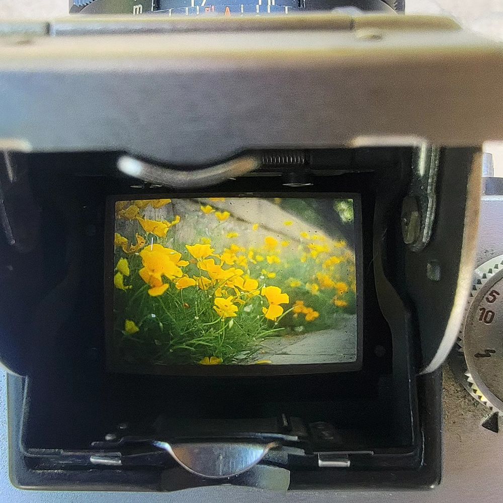 The same photo of yellow poppies along a sidewalk seen through the waist level view finder of a film camera.