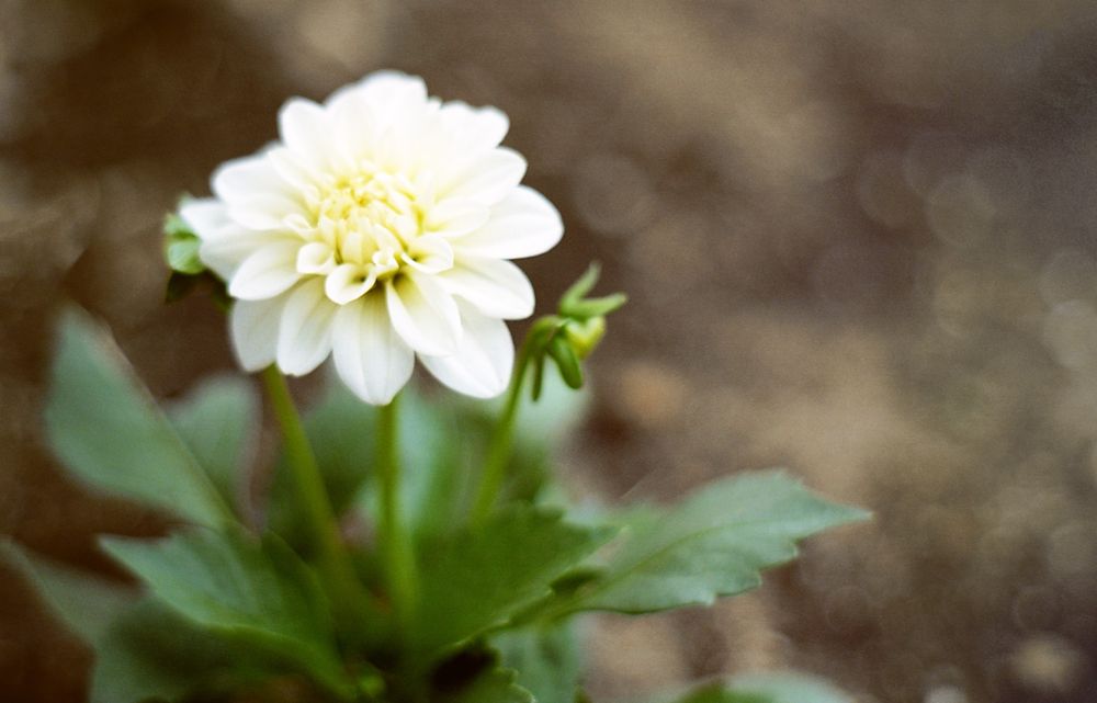 A photo fo a white dahlia flower with a soft focus brown background