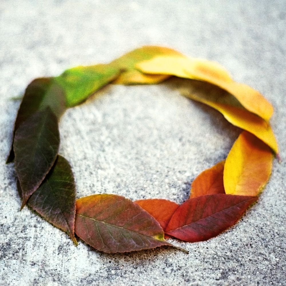 A small circle of multi-colored fall ash leaves on cement