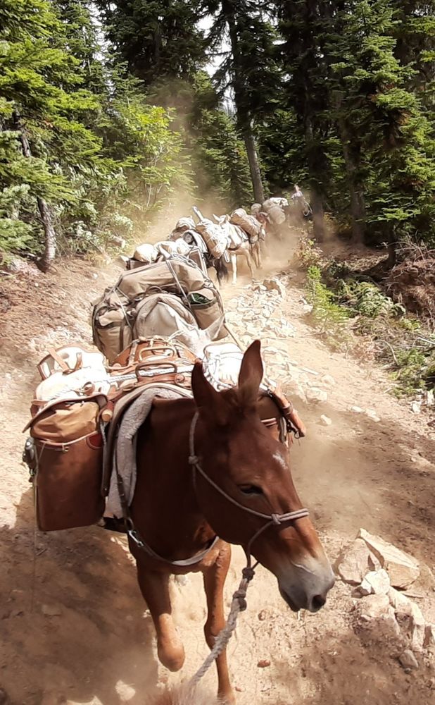 A string of pack mules on a trail in North Cascades National Park. (Photo courtesy of Heather Koon-Swanson)