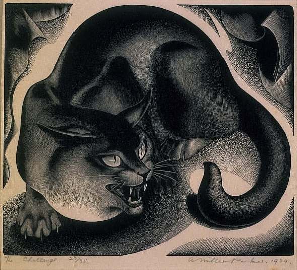 Print in monochrome of a close-up of a crouching hissing angry looking cat with curled tail and mouth open showing  sharp teeth