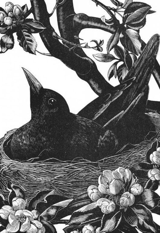 Print featuring a blackbird on a nest in the branches of a flowering tree